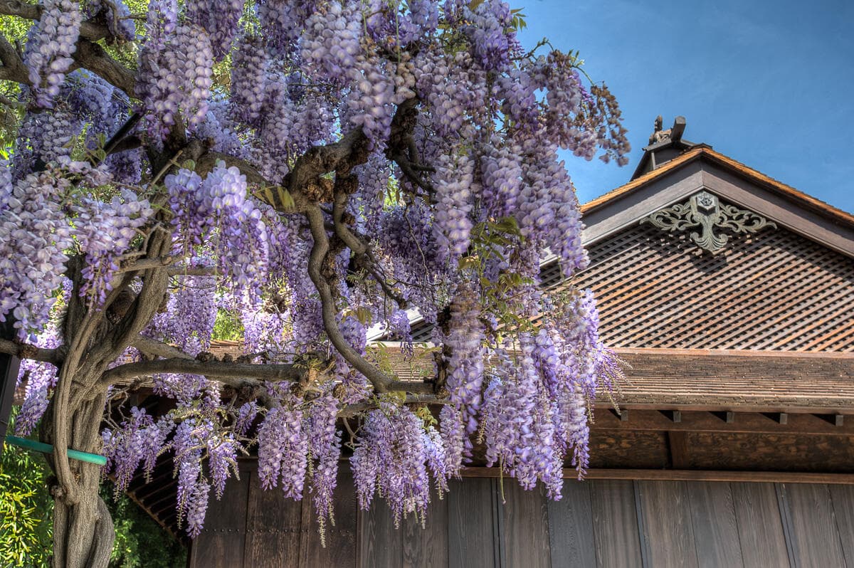 Hanging clusters of purple flowers seen from below.