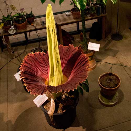Corpse Flower