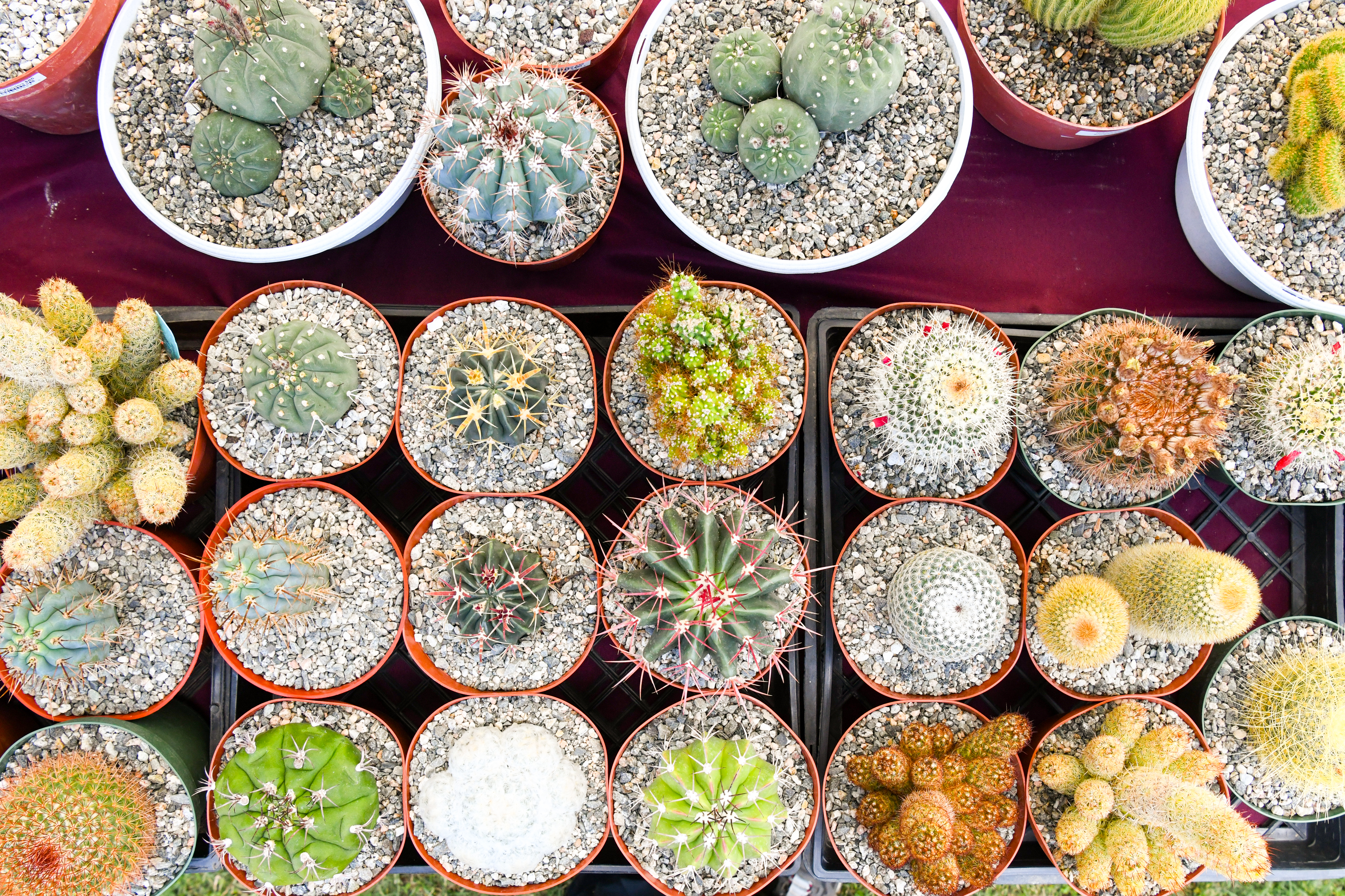 An overhead view of table filled with potted succulents.