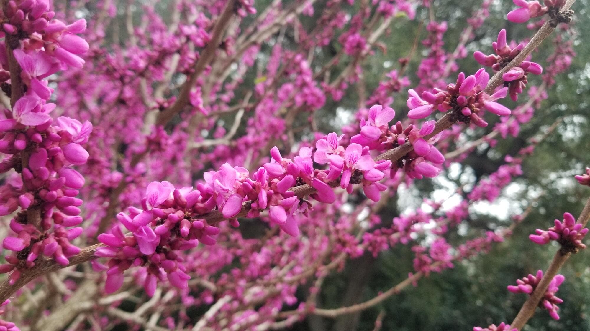 Countless pink flowers bloom along a cluster of tree branches.
