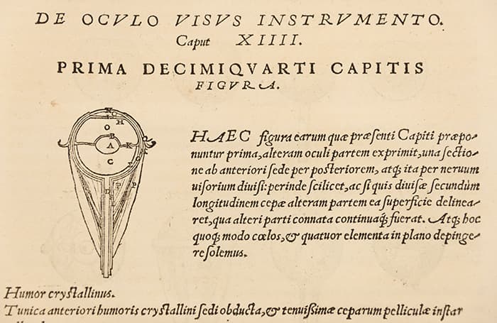 Detail of first cross-sectional image of the eye from Andreas Vesalius De humani corporis fabrica, 1543