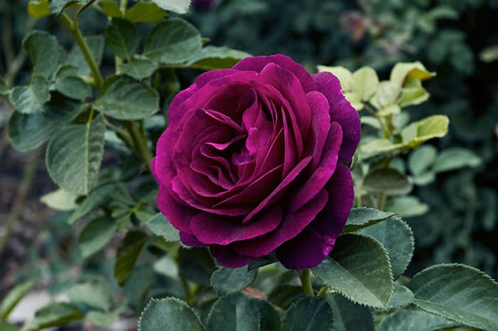 Dark purple rose