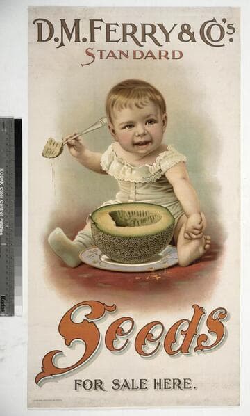 D. M. Ferry & Co's standard seeds for sale here