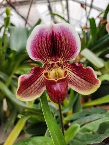 Paphiopedilum Jim Williams