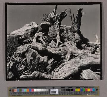 Roots and Rock, Point Lobos