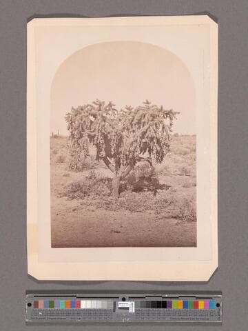 Desert Cactus, Arizona