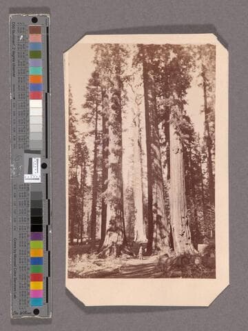 The Mother of the Forest, seen through the Torrey Group. Mammoth Tree Grove, Calaveras Co., Cal