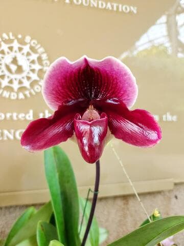 Paphiopedilum Goodstart 'Flashdance' B/CSA