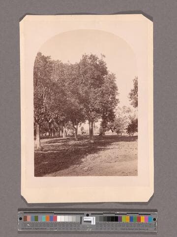 View from Lake Vineyard, B.D. Wilson's, San Gabriel