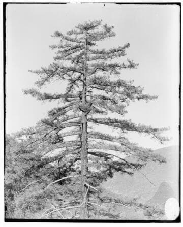 A Sugar Pine Tree found along the transmission line of Mill Creek #2 Hydro Plant and Mill Creek #3 Hydro Plant