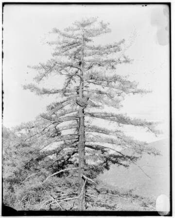 A Sugar Pine Tree found along the flumeline at Mill Creek #2 Hydro Plant and Mill Creek #3 Hydro Plant