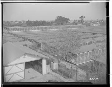 Chapman's Chinchilla Farm