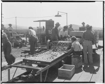 L1.8 - Lighting, Packing Plants - Apricot Drying