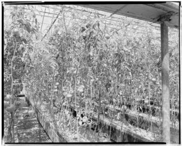 N1 - Nurseries & Soil Heating - Nursery at Montebello