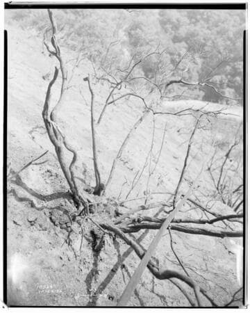 Eagle-Bell Transmission Line - Forest Fire above Altadena