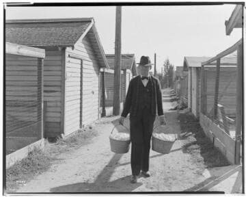 P2 - Poultry - Poultry Ranch of Mr. Calvin Smith