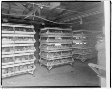 P2 - Poultry - Wagon Wheel Poultry Ranch in Redondo