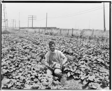 N1 - Nurseries & Soil Heating - Heating soil