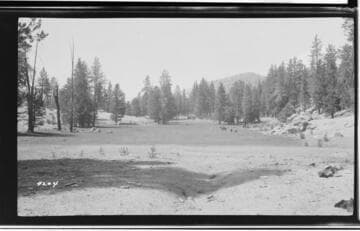 Large open area surrounded by forest
