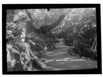 Fern Dell, Griffith Park, Hollywood, Cal