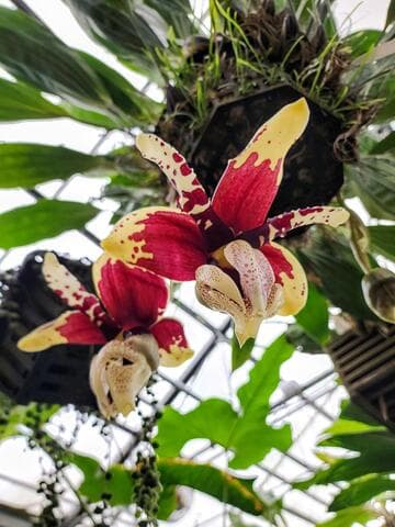 Stanhopea tigrina var. nigroviolacea 'Huntington's Velociraptor' FCC/AOS