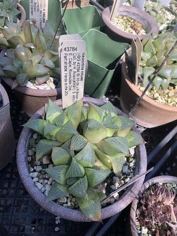 Haworthia retusa