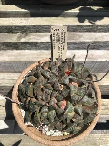 Haworthia retusa