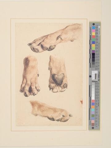 Studies of a Dog's Paw