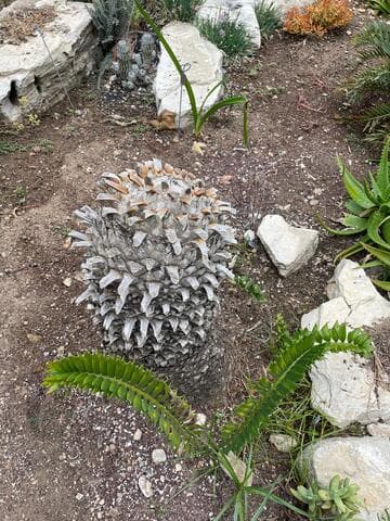 Encephalartos latifrons