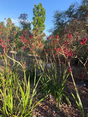 Anigozanthos 'Blood Red'