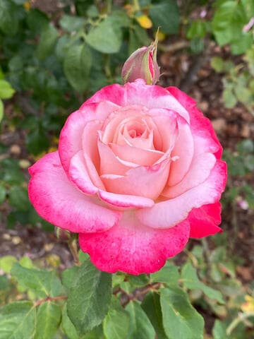 Rosa 'Patsy Cline'