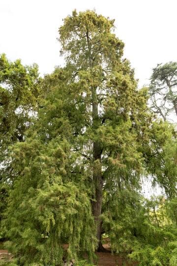 Taxodium mucronatum