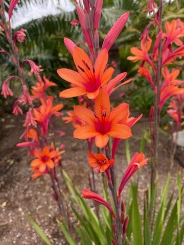 Watsonia 'Raspberry Dazzler'
