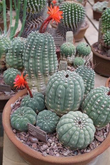 Matucana madisoniorum