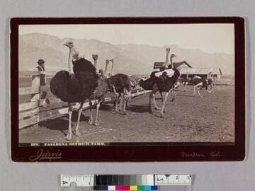 Pasadena ostrich farm