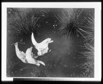 Meyer's Ranch, Yosemite