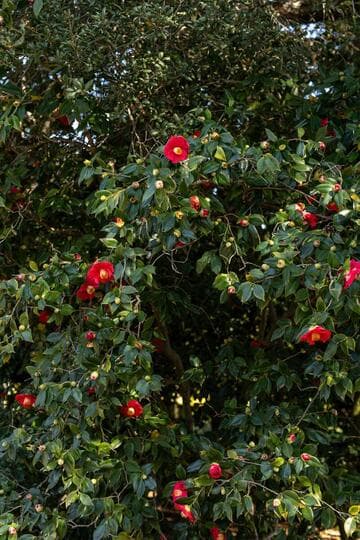 Camellia japonica 'Guilio Nuccio'