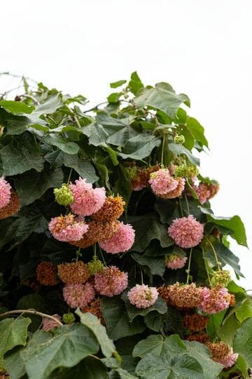 Dombeya wallichii