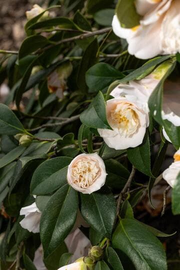 Camellia japonica 'Florence Hudson'