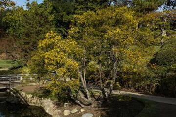 Chamaecyparis pisifera 'Filifera Aurea'