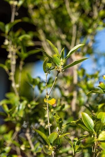 Osmanthus fragrans