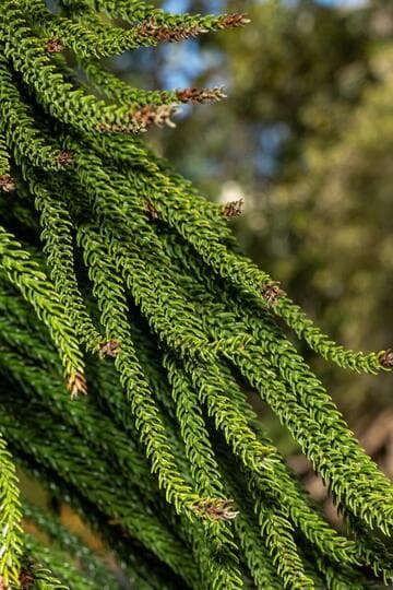 Araucaria columnaris