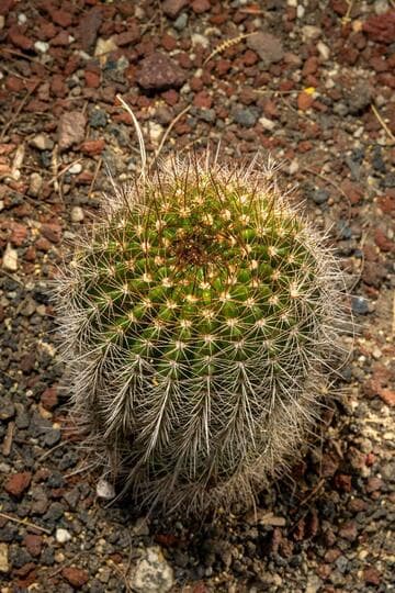 Echinopsis mamillosa ssp. silvatica
