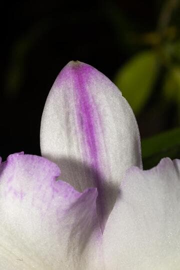 x Rhyncholaeliocattleya Memoria Anna Balmores 'Convex'