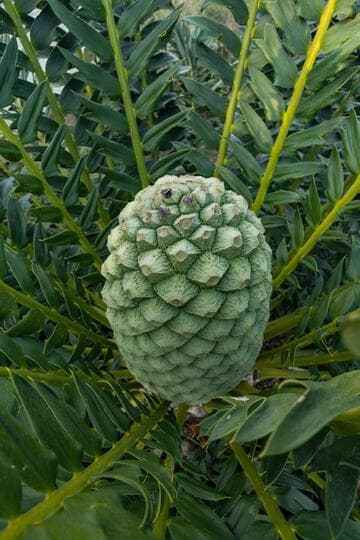 Encephalartos arenarius