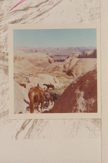 Stock turning into Nasja Joint from the slick rock west of Nasja Creek