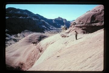Stock on ledge trail north of Sid Whiskers butte