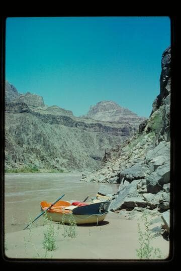 Yak beached at Diamond Creek