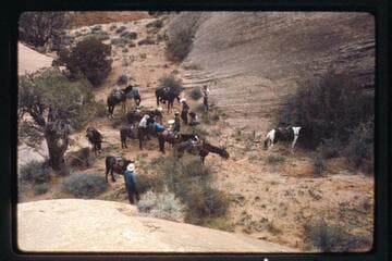 Repairs to Tom's horse