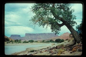Camp site below George White's ranch